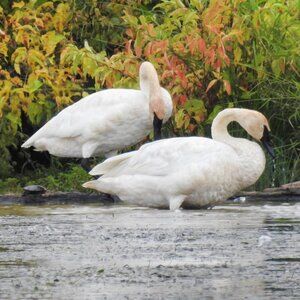 8x10 Trumpeter Swans Oil Painting‎ Photography Art Print
